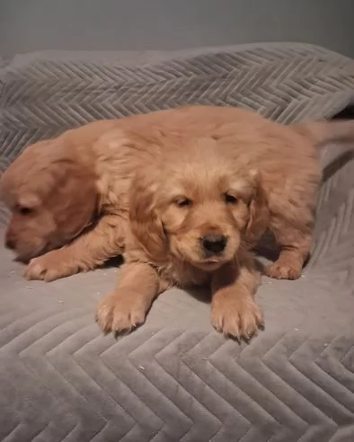 Cuccioli di golden retriever di alta qualit&agrave; | Foto 1