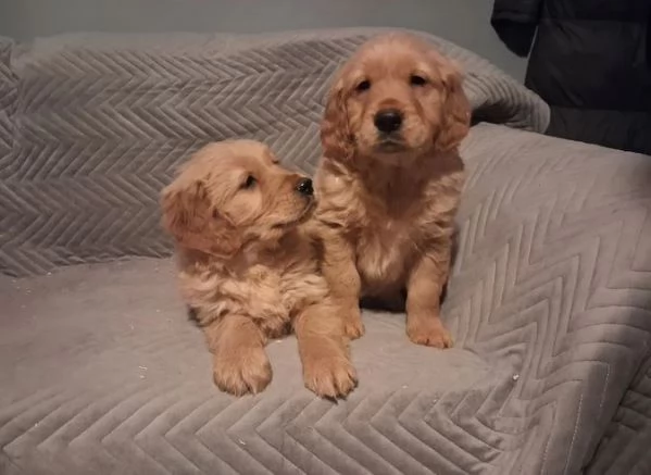 Cuccioli di golden retriever di alta qualit&agrave; | Foto 0