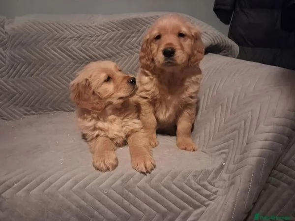 Cuccioli di golden retriever di alta qualit&agrave;