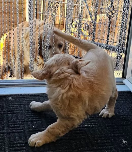 SPLENDIDI GOLDEN RETRIEVER DI KC