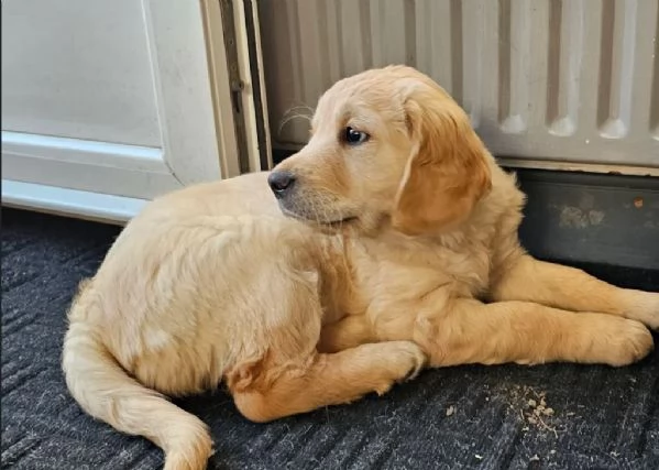 SPLENDIDI GOLDEN RETRIEVER DI KC | Foto 3