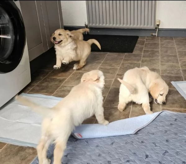 SPLENDIDI GOLDEN RETRIEVER DI KC | Foto 0