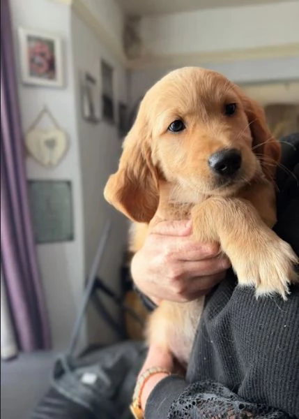 Cuccioli di Golden Retriever, pronti subito. | Foto 3