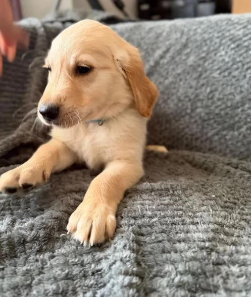 Cuccioli di Golden Retriever, pronti subito. | Foto 2