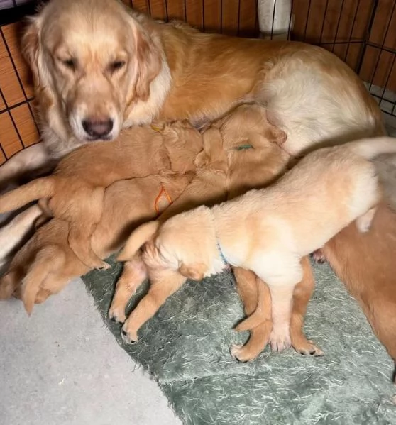 Cuccioli di Golden Retriever, pronti subito. | Foto 1