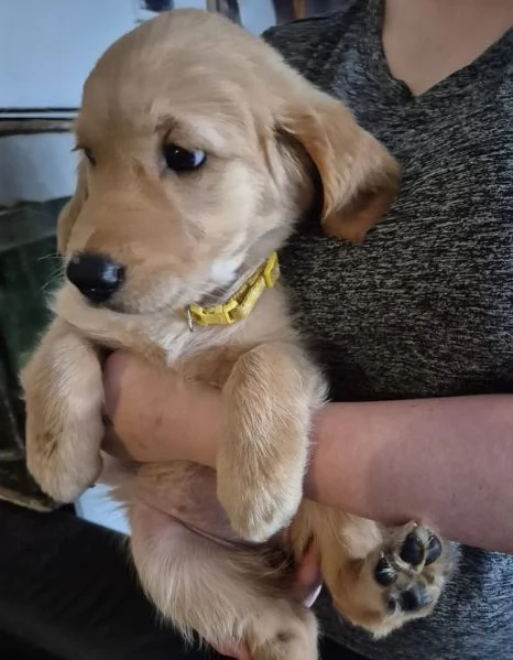 Cuccioli di Golden Retriever, pronti subito. | Foto 0