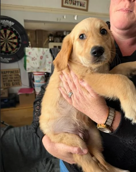 Cuccioli di Golden Retriever, pronti subito.