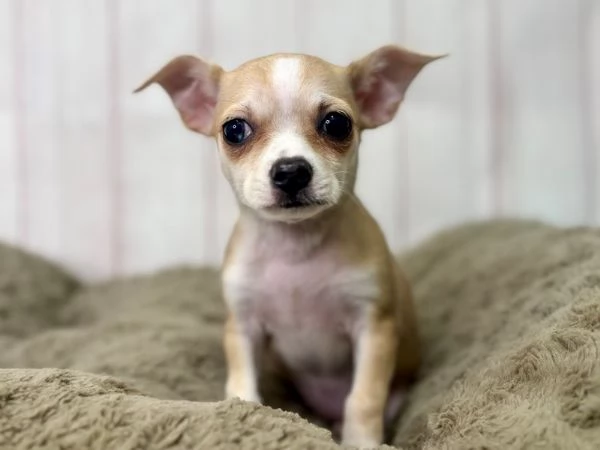 Cuccioli di Chihuahua disponibili – cercano famiglie amorevoli | Foto 1