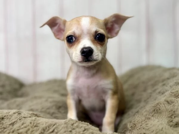 Cuccioli di Chihuahua disponibili – cercano famiglie amorevoli | Foto 0
