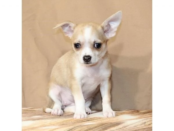Cuccioli di Chihuahua disponibili – cercano famiglie amorevoli