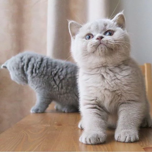 Cuccioli di British Shorthair BHK in vendita