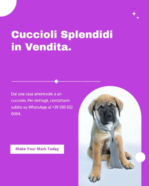 Gattini Europei a pelo corto | Foto 0