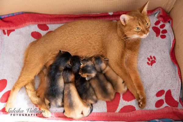 Cuccioli di Abissino pronti per casa
