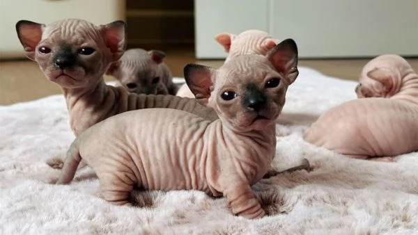 Cuccioli di Sphynx