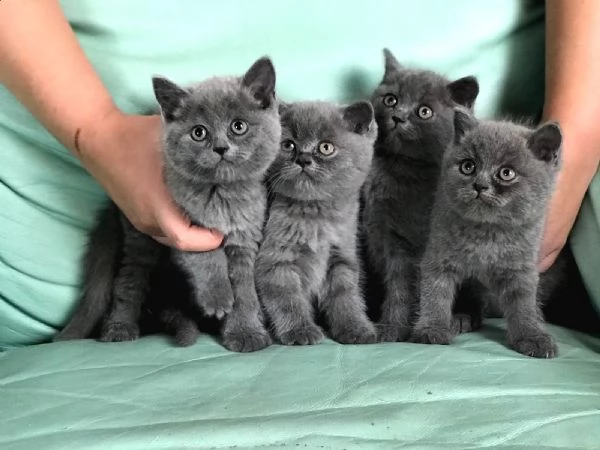 Cuccioli di British Shorthair BHK in vendita