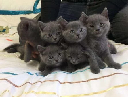 Cuccioli di British Shorthair BHK in vendita