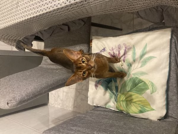 Gattina albissina | Foto 1