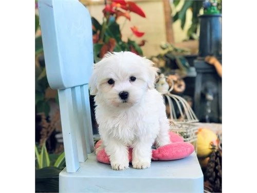 Cuccioli di maltese nati qui, bellissimi, piccoli e longevi