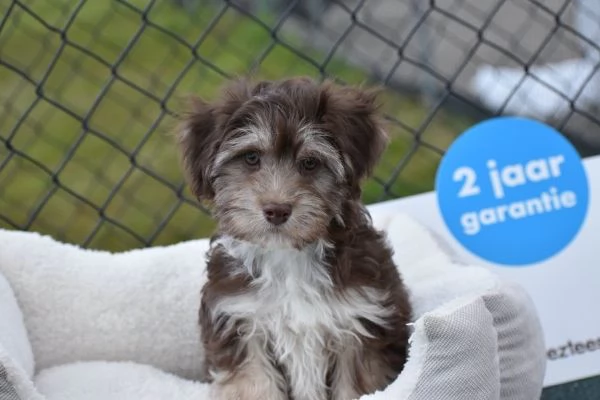 Cuccioli di Bichon Havanese