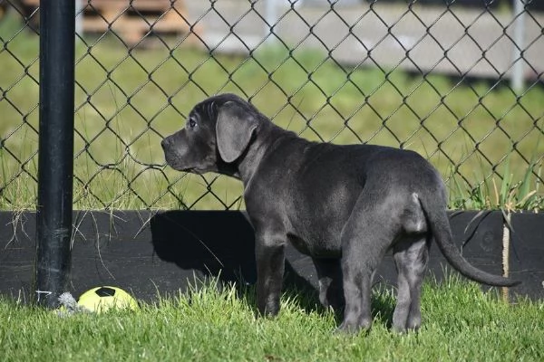 Cuccioli di Cane Corso di colore blu