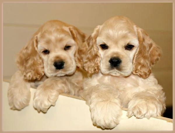 Cuccioli di Cocker Spaniel