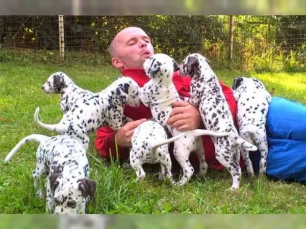 Cuccioli di Dalmata