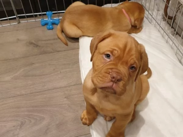 Bellissimi cuccioli di Dogue de Bordeaux,
