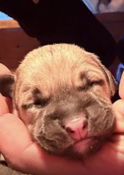Cuccioli Kangal nati il 30/01