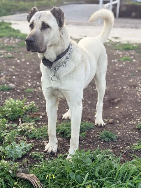 Cuccioli Kangal nati il 30/01 | Foto 6