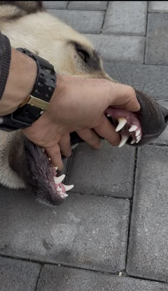 Cuccioli Kangal nati il 30/01 | Foto 4