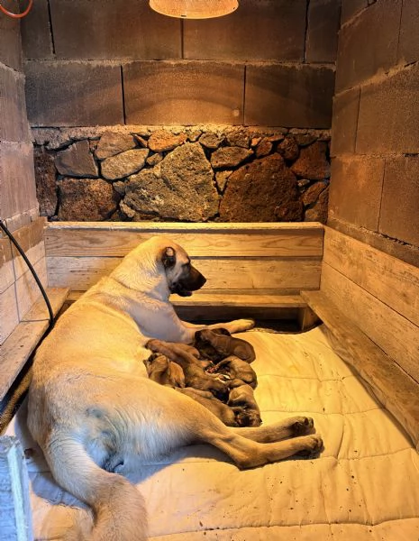 Cuccioli Kangal nati il 30/01 | Foto 2