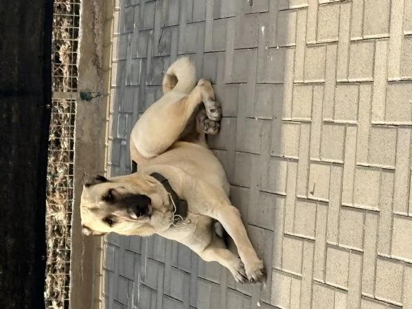 Cuccioli Kangal nati il 30/01 | Foto 1