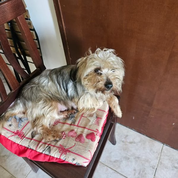 Cuccioli di Yorkshire 