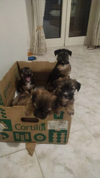 Cuccioli di Yorkshire  | Foto 3