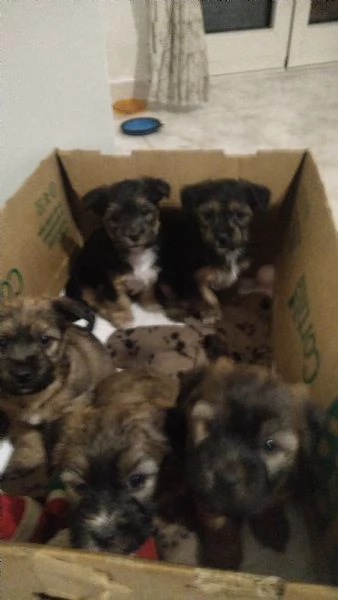 Cuccioli di Yorkshire  | Foto 2