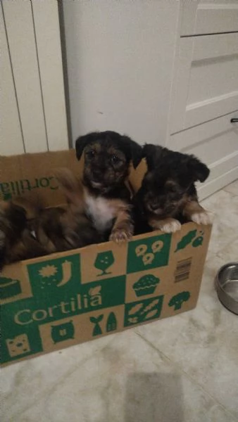 Cuccioli di Yorkshire  | Foto 0