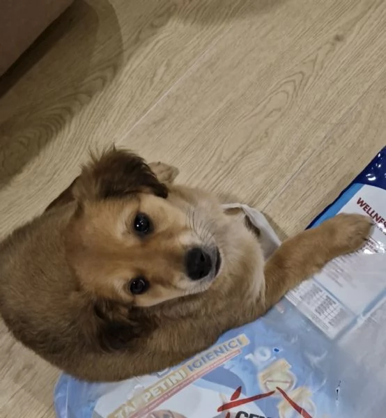 Cucciola meticcia taglia medio/piccola