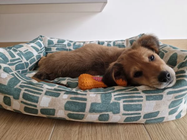 Cucciola meticcia taglia medio/piccola | Foto 4