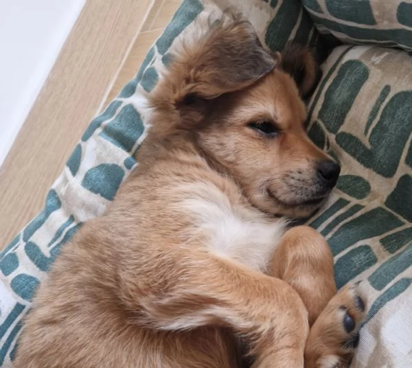 Cucciola meticcia taglia medio/piccola | Foto 3