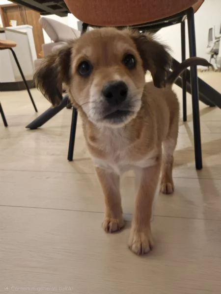 Cucciola meticcia taglia medio/piccola | Foto 2