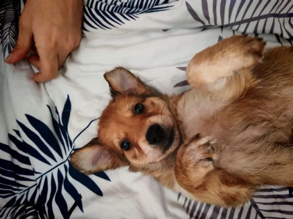 Cucciola meticcia taglia medio/piccola | Foto 1