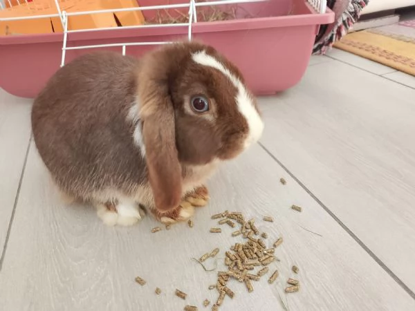 Regalo coniglietta Ariete