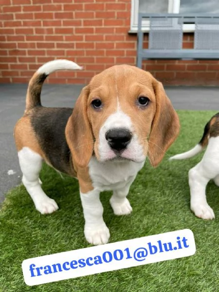 Regala i nostri cuccioli di Beagle, maschio e femmina