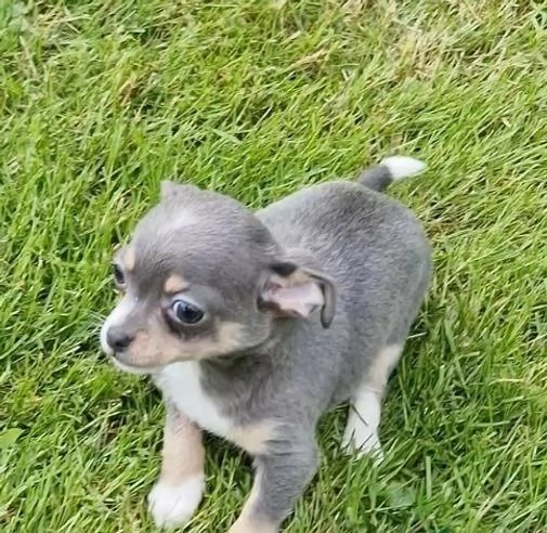 Regala i nostri cuccioli di Chihuahua, maschio e femmina | Foto 1