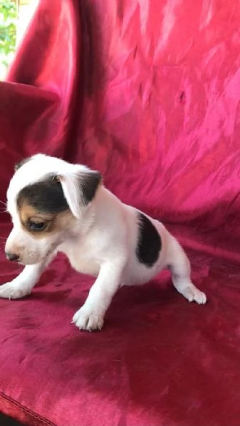 Regala i nostri cuccioli di Jack Russel, maschio e femmina | Foto 2