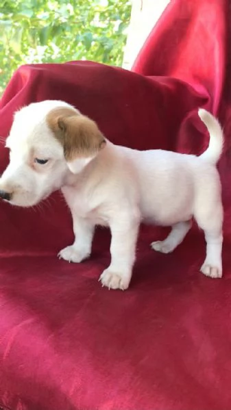 Regala i nostri cuccioli di Jack Russel, maschio e femmina