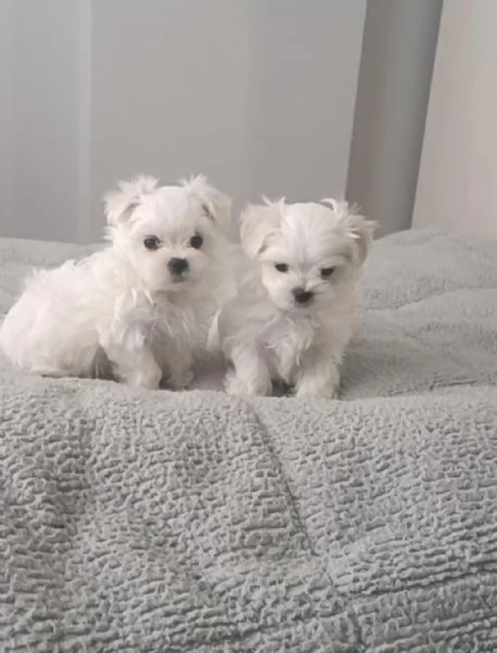 Regala i nostri cuccioli di Maltese, maschio e femmina