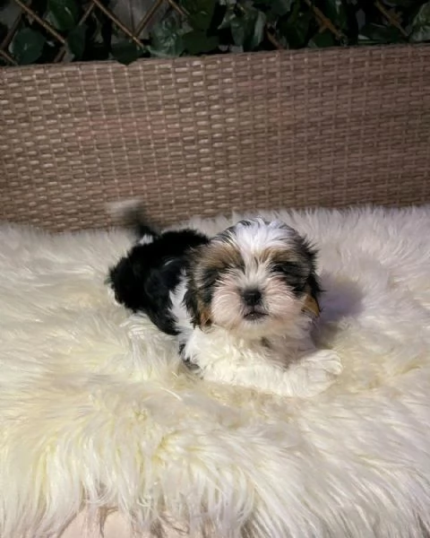 Regala i nostri cuccioli di Shitzu, maschio e femmina | Foto 2
