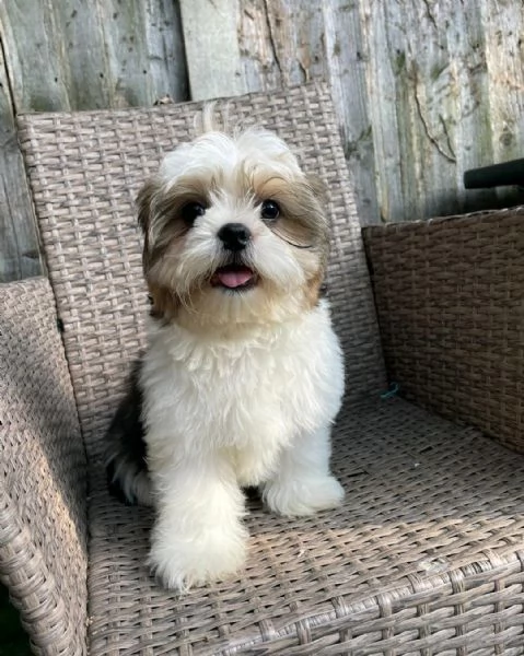 Regala i nostri cuccioli di Shitzu, maschio e femmina | Foto 1