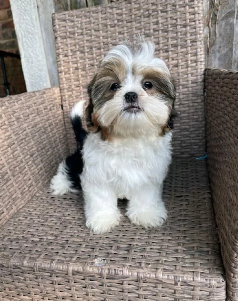 Regala i nostri cuccioli di Shitzu, maschio e femmina